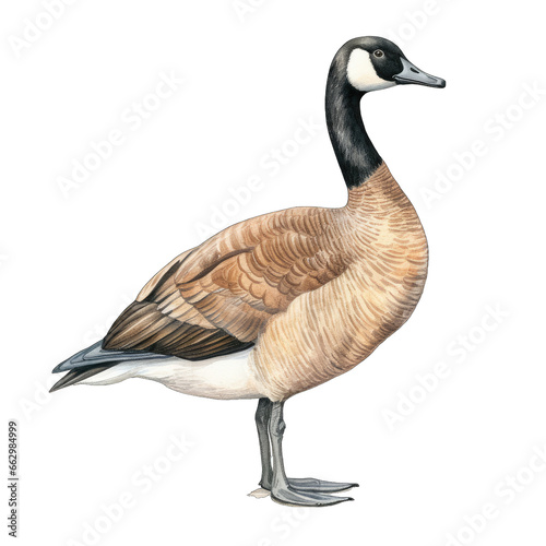 Canadian goose, standing, watercolor illustration, isolated on transparent background