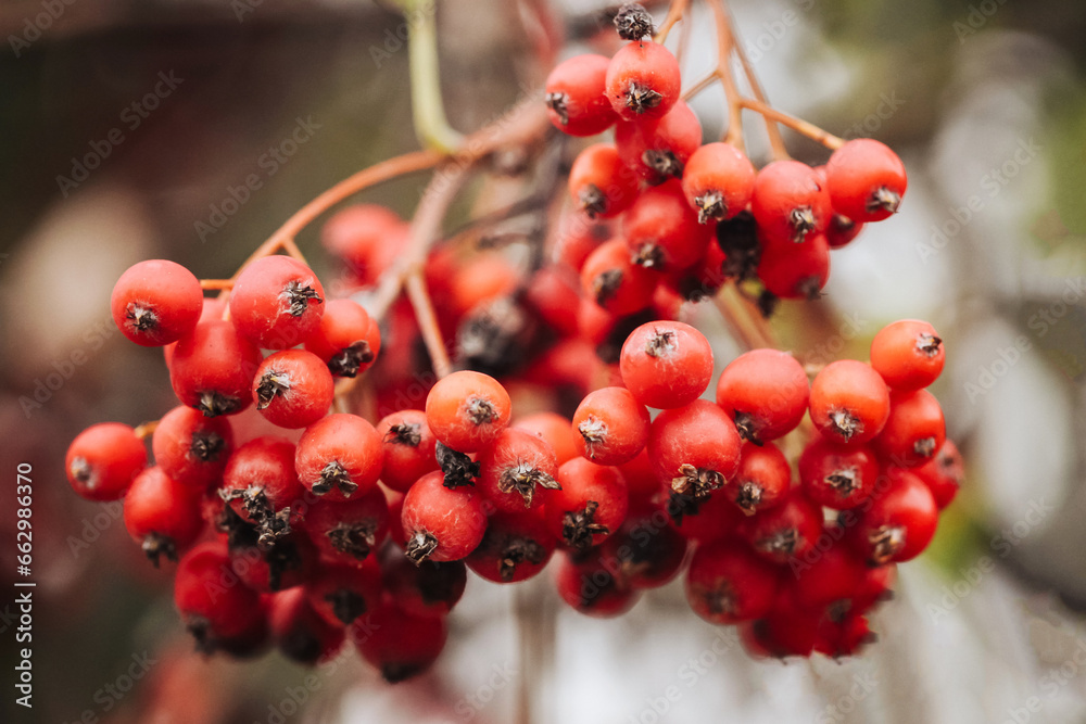 Rowanberry tree texture. Orange berries background. Fruits used to make liquor. Ashberry on a tree closeup. Mountain Ash berries in garden. Dark autumn background. Fall season colors. Rowanberry tree texture. Orange berries background. Fruits used to make liquor. Ashberry on a tree closeup. Mountain Ash berries in garden. Dark autumn background. Fall season colors.