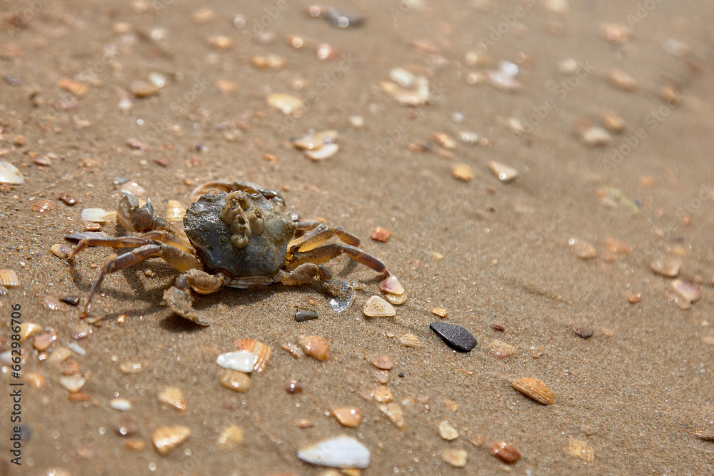 crab on the sand crab skin in the sun under the sun crab on the sand crab skin in the sun under the sun