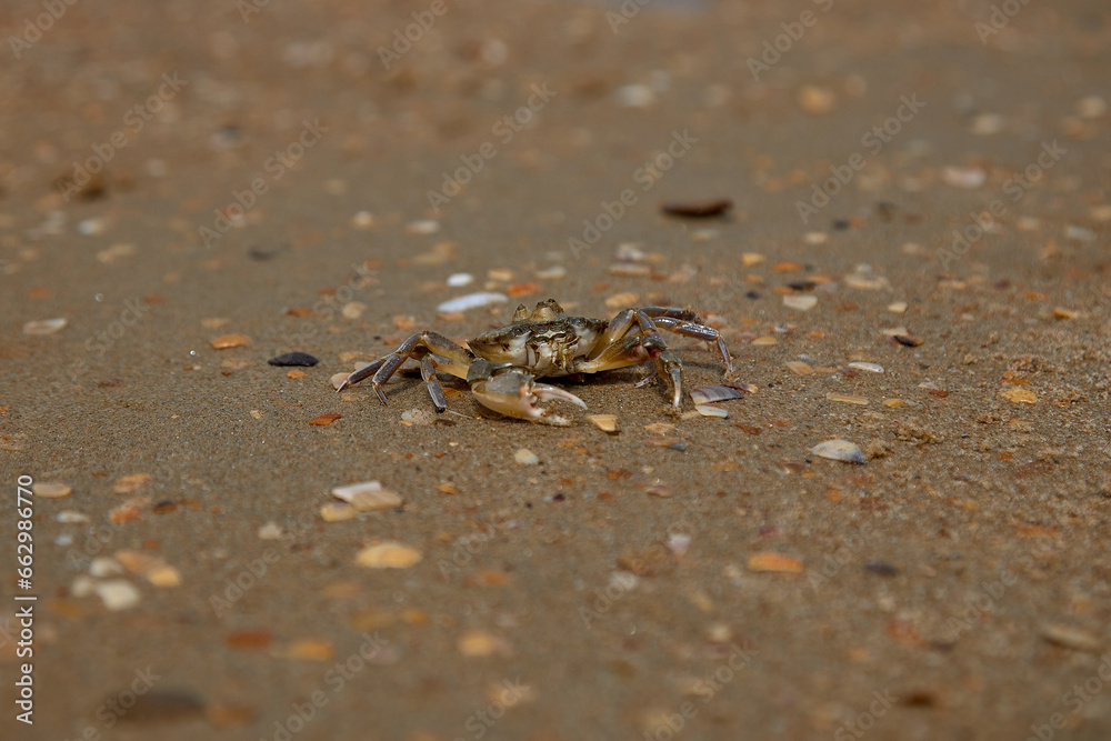 crab on the sand crab skin in the sun under the sun crab on the sand crab skin in the sun under the sun