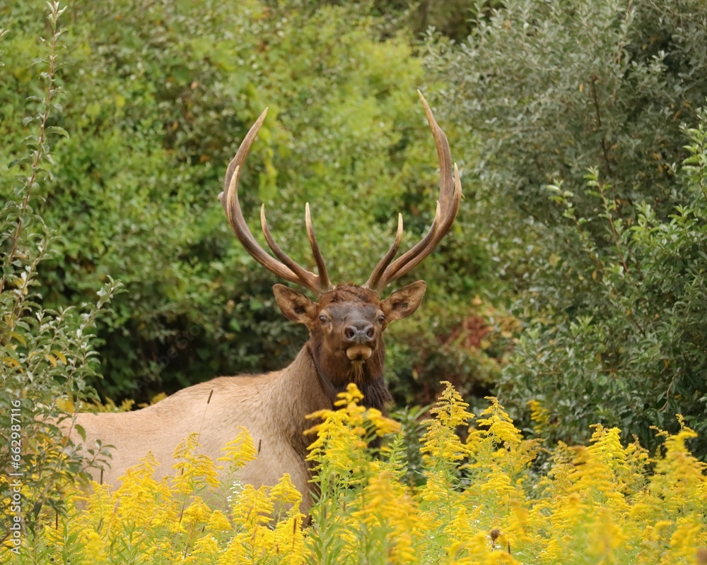 Gorgeous Elk Bull in Blooming Autumn Goldenrod
