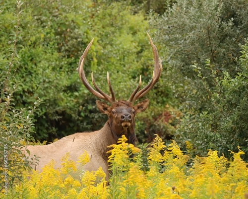 Gorgeous Elk Bull in Blooming Autumn Goldenrod