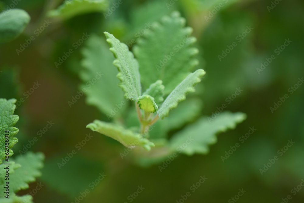 Myrrh is a medicinal plant of the species Commiphora myrrha, also known as Arabic myrrh. Myrrh is a medicinal plant of the species Commiphora myrrha, also known as Arabic myrrh.