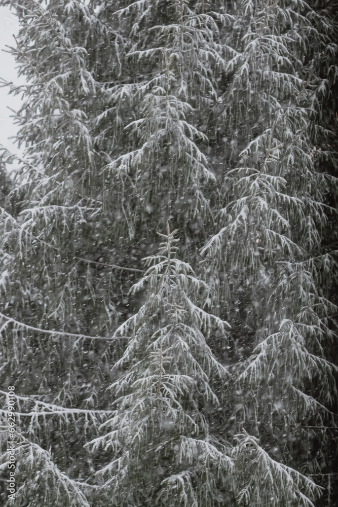 Snowy winter background with trees. Wintertime nature details. Snowy winter background with trees. Wintertime nature details.