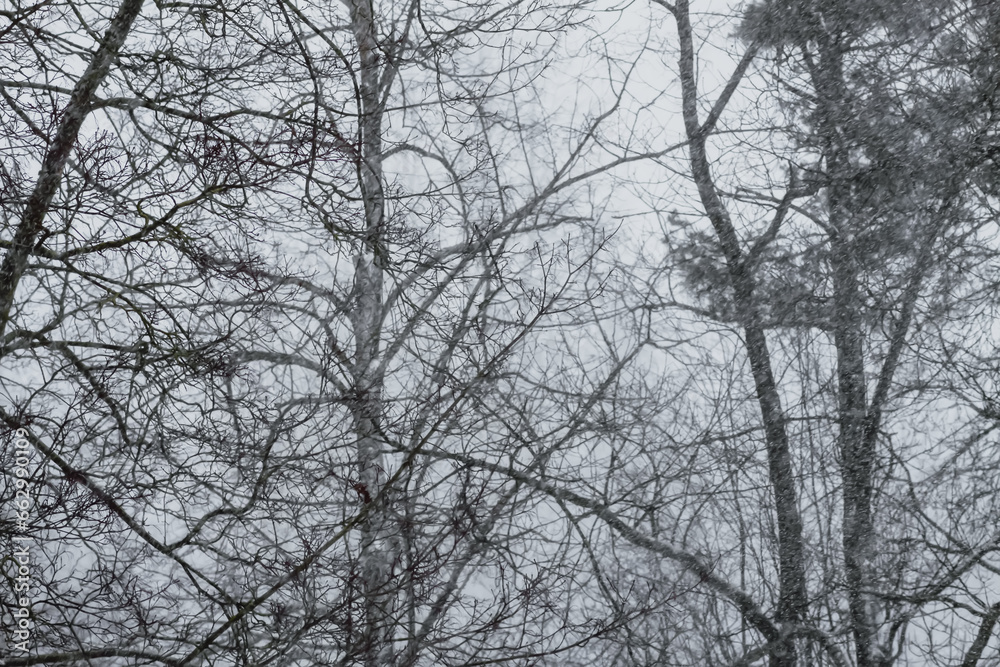 Snowy winter background with trees. Wintertime nature details. Snowy winter background with trees. Wintertime nature details.