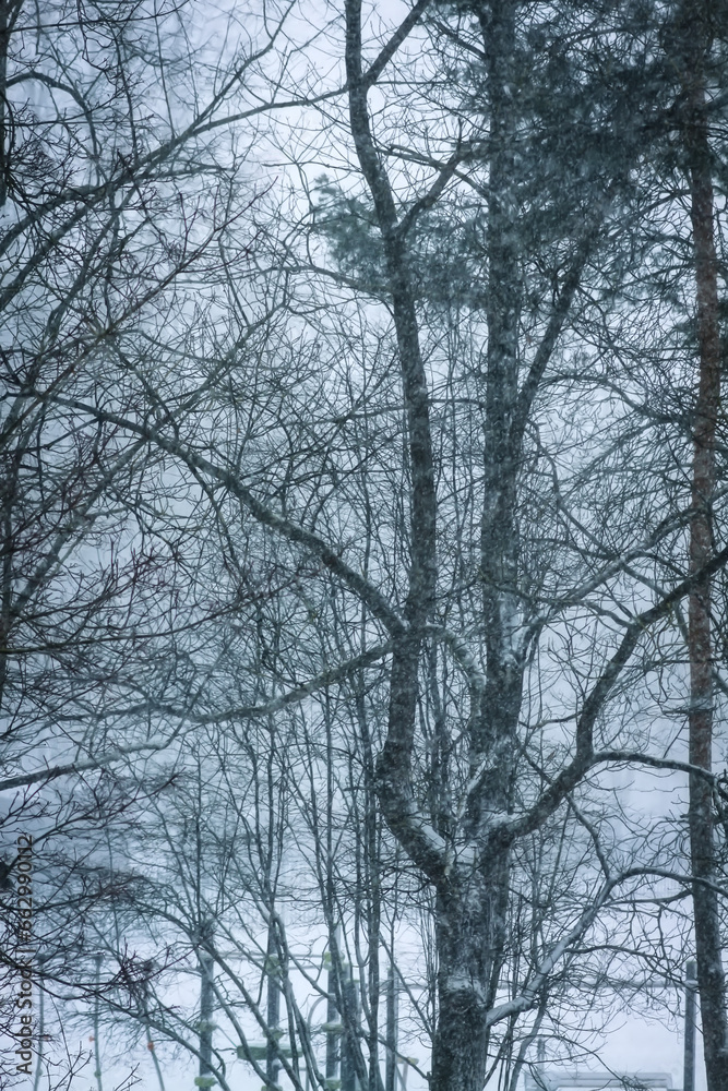 Snowy winter background with trees. Wintertime nature details. Snowy winter background with trees. Wintertime nature details.