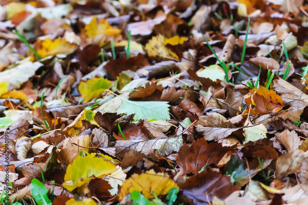 Close up of fall leaves on ground in autumn park.