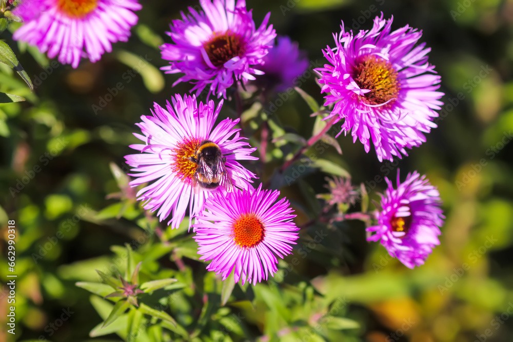 Purple aster flowers in bloom in autumn day. Purple aster flowers in bloom in autumn day.