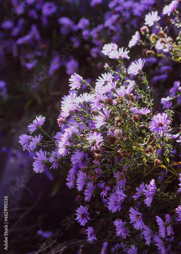 Purple aster flowers in bloom in autumn day.