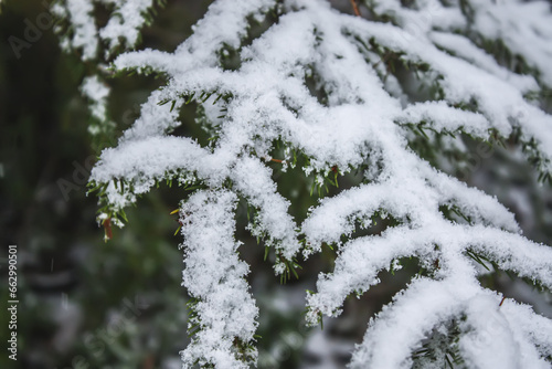 Fir-tree branches in snow.