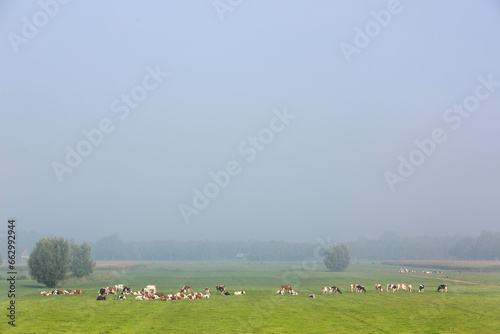 black and white spotted cows graze in meadow near utrecht near river rhine