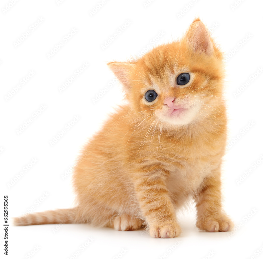 Kitten on white background. Kitten on white background.