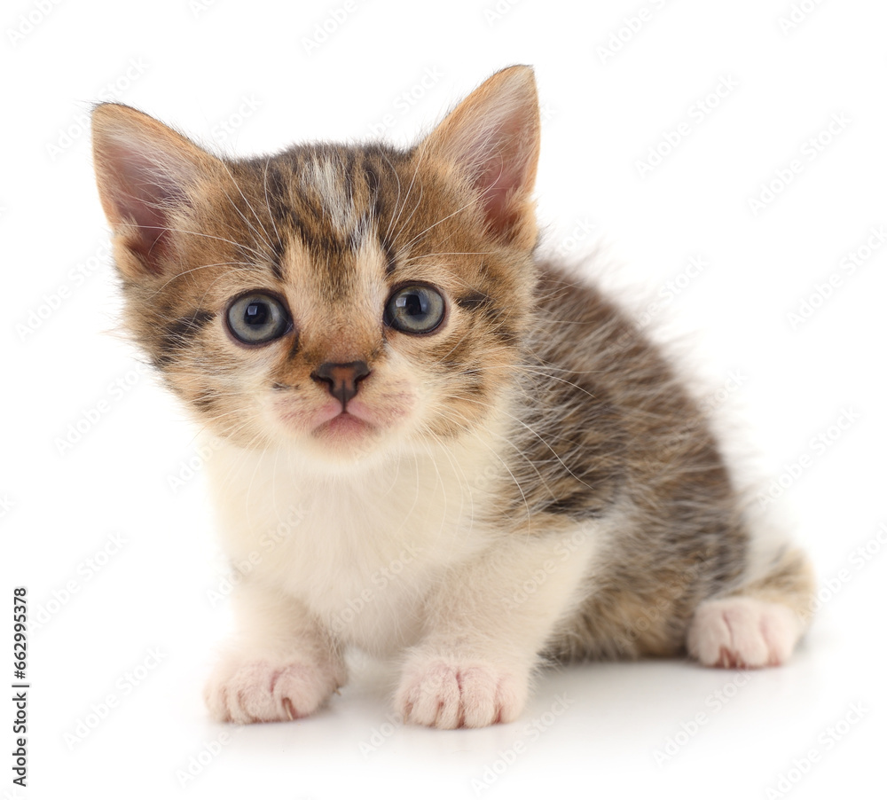 Fototapeta premium Kitten on white background.