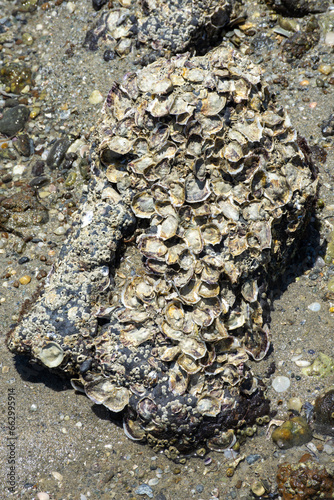 Obraz na płótnie Barra Grande - Piauí, beach, reef w salonie