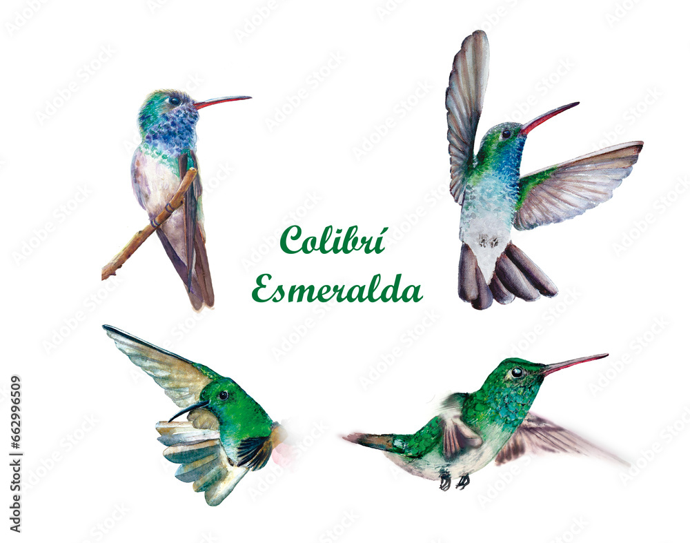 Obraz premium Colibrí Esmeralda