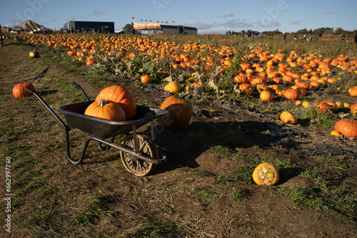 pumpkin in the field and wheelbarrow full of pumpkins in the foreground