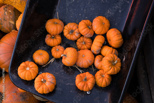 little pumpkins in a wheelbarrow
