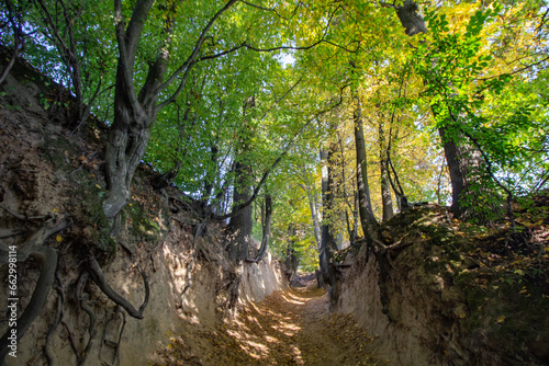 Korzeniowy Dol Gorge - Kazimierz Dolny