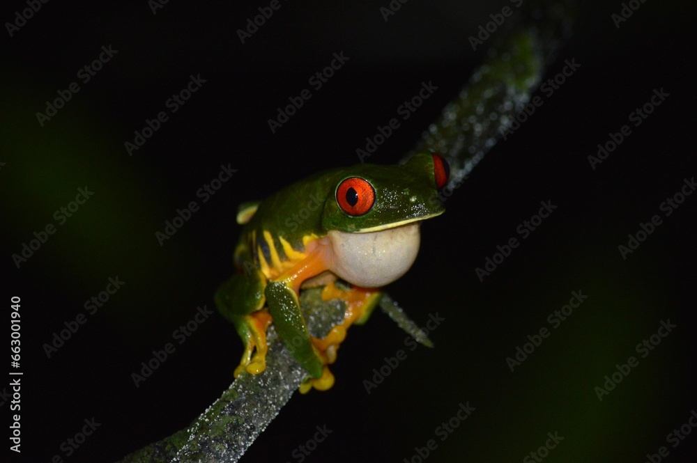 Naklejka premium Red-eyed tree frog (Agalychnis taylori) in the night