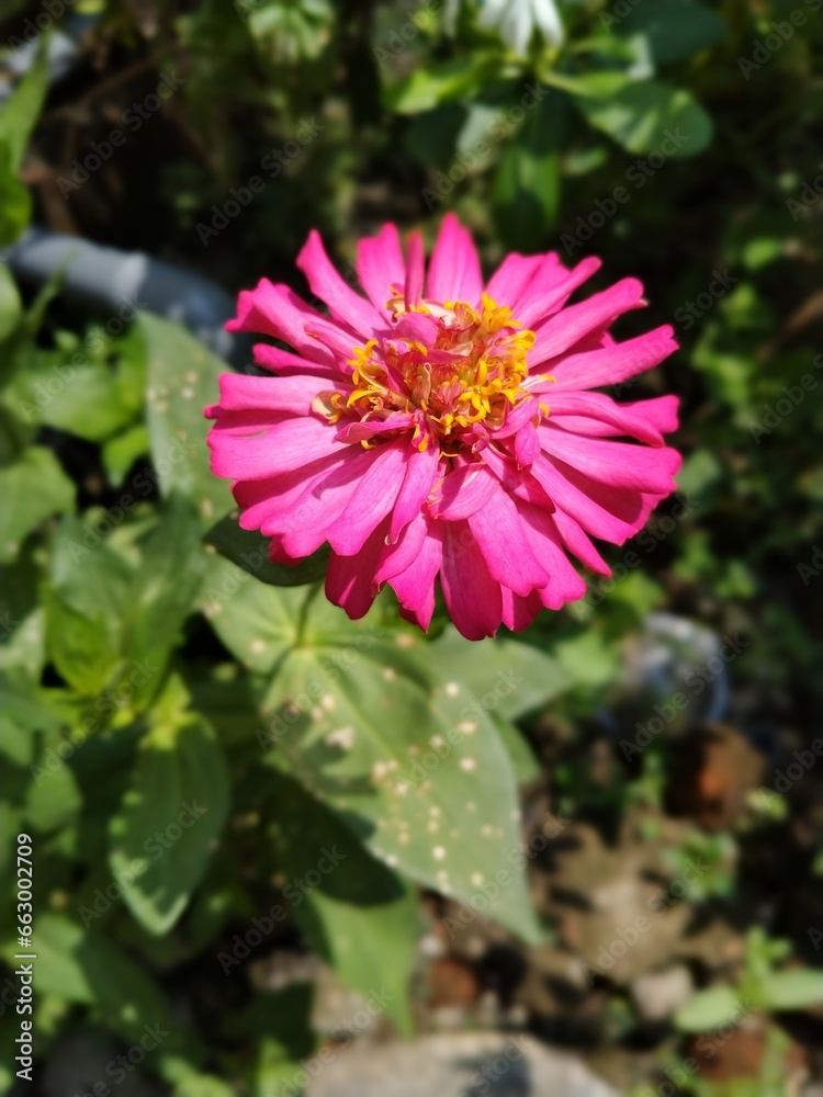 pink and white flower pink and white flower