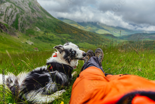 фотографія Border collie breed dog with blue eyes looking sweetly at its owner in the mountains