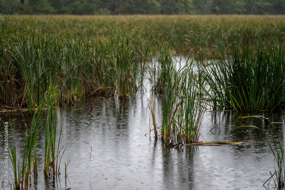 Green leaves of reeds and surface with raindrops. Green leaves of reeds and surface with raindrops.
