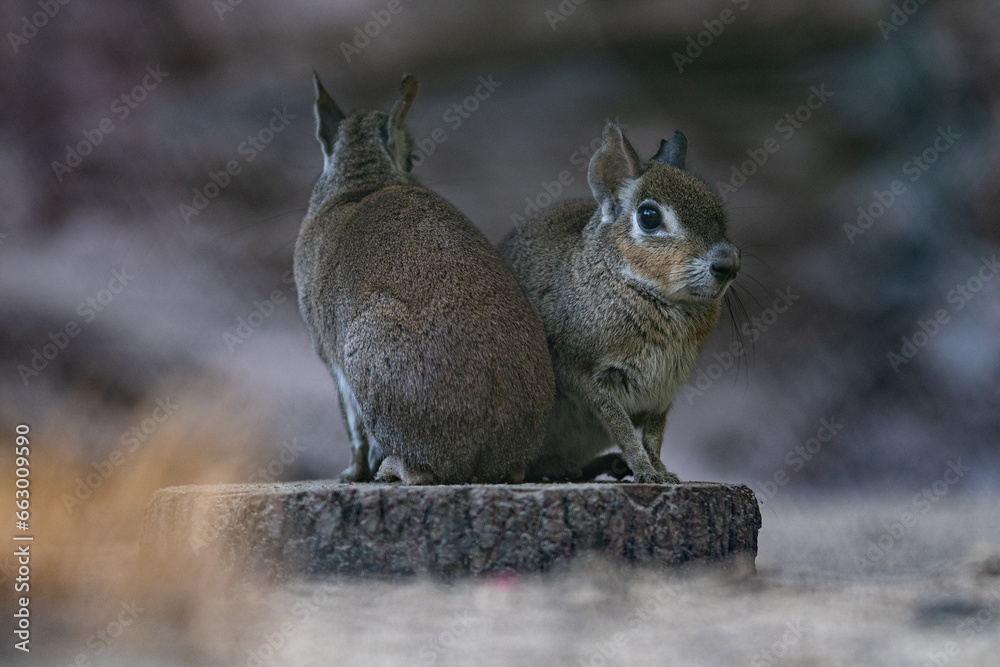 Obraz premium Salt marsh mara bred in captivity.