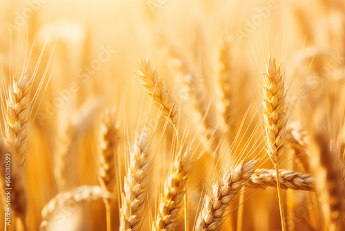 Saisonal wheat field in luminous golden colors. Close-up with short depth of field and abstract bokeh