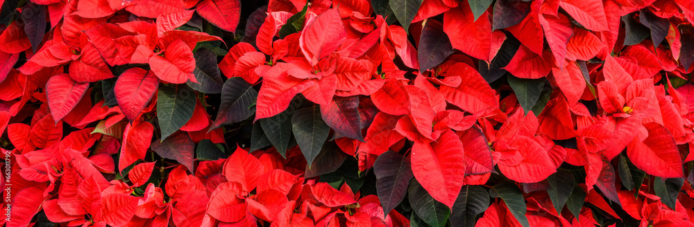 Closeup of group of traditional red poinsettia plants, Christmas holiday decoration
