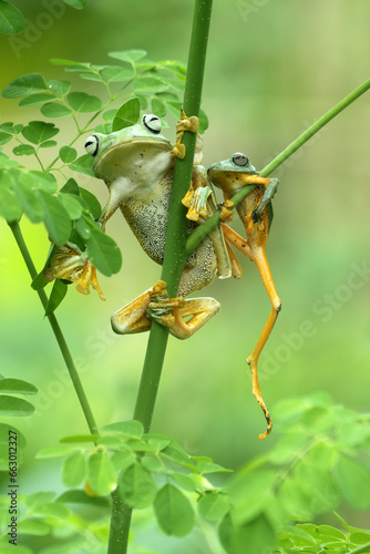 Fotografía frogs, flying frogs, two frogs perched on a tree branch