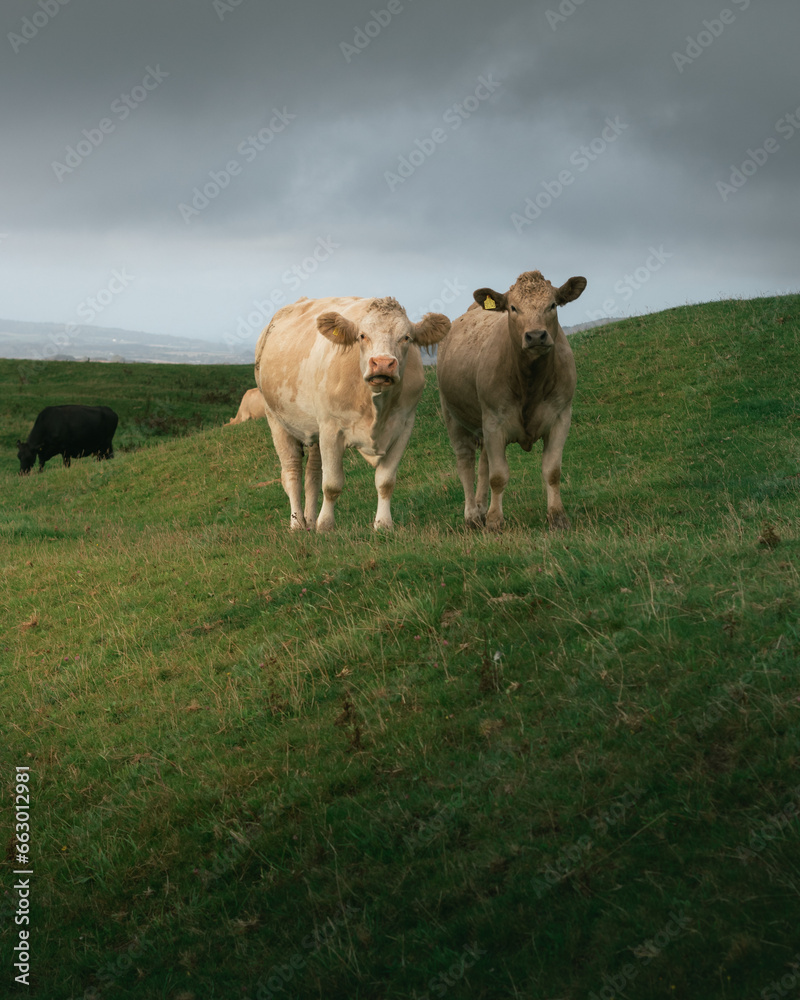 Fototapeta premium Two cows grazing on a hilly field.