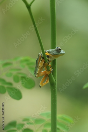 frog, flying frog, a cute frog is perched on a wooden branch