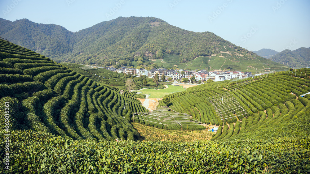 Longwu Tea Garden, Xihu District, Hangzhou City, Zhejiang Province-Tea garden scenery under the blue sky