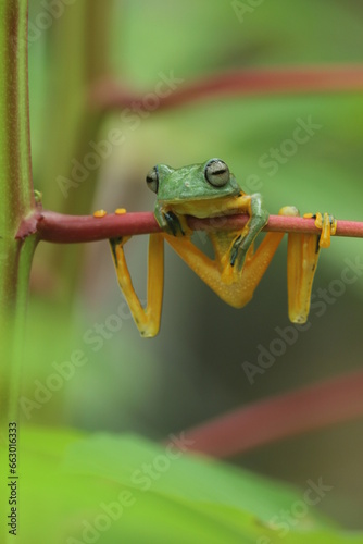 frogs, flying frogs, cute frogs are perched on wooden branches