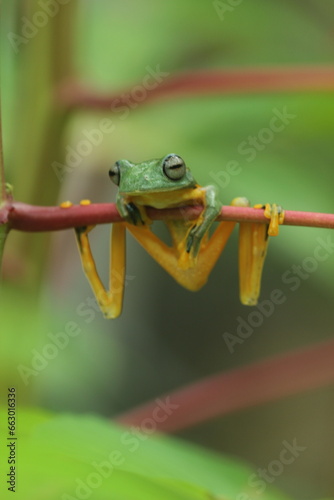 frogs, flying frogs, cute frogs are perched on wooden branches