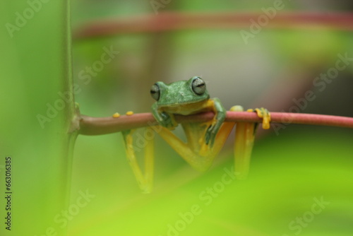 frogs, flying frogs, cute frogs are perched on wooden branches