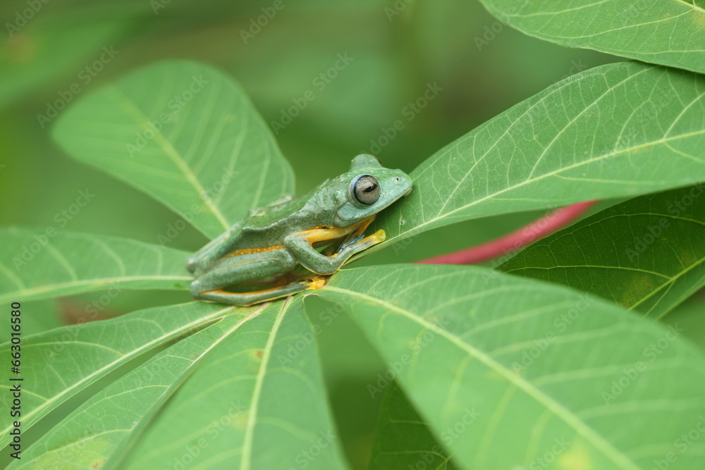 Obraz premium frog, flying frog, a cute frog on a cassava leaf