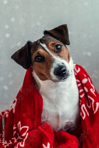A Jack Russell Terrier dog sits wrapped in a red blanket with a New Year's pattern on a gray background. © Yulia