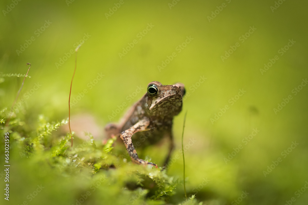 Obraz premium frog in the grass