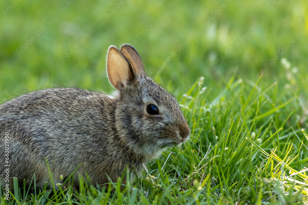 Small young Eastern Cottontail Rabbit, Sylvilagus floridanus, in green grass with soft dappled sunlight Small young Eastern Cottontail Rabbit, Sylvilagus floridanus, in green grass with soft dappled sunlight