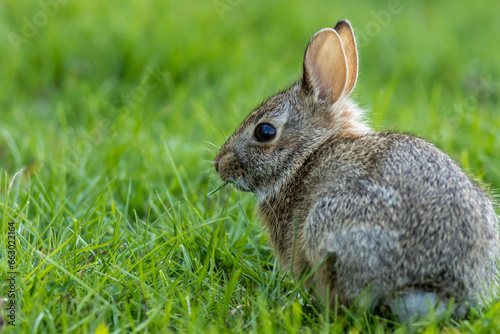 Small young Eastern Cottontail Rabbit, Sylvilagus floridanus, in green grass with soft dappled sunlight © rabbitti