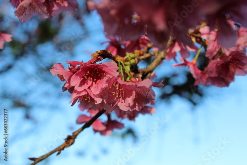 pink cherry blossom flowers with a blue sky © Andressa