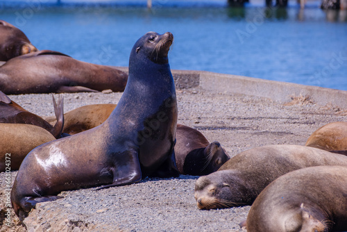 Sea Lion resting at Crescent Bay California