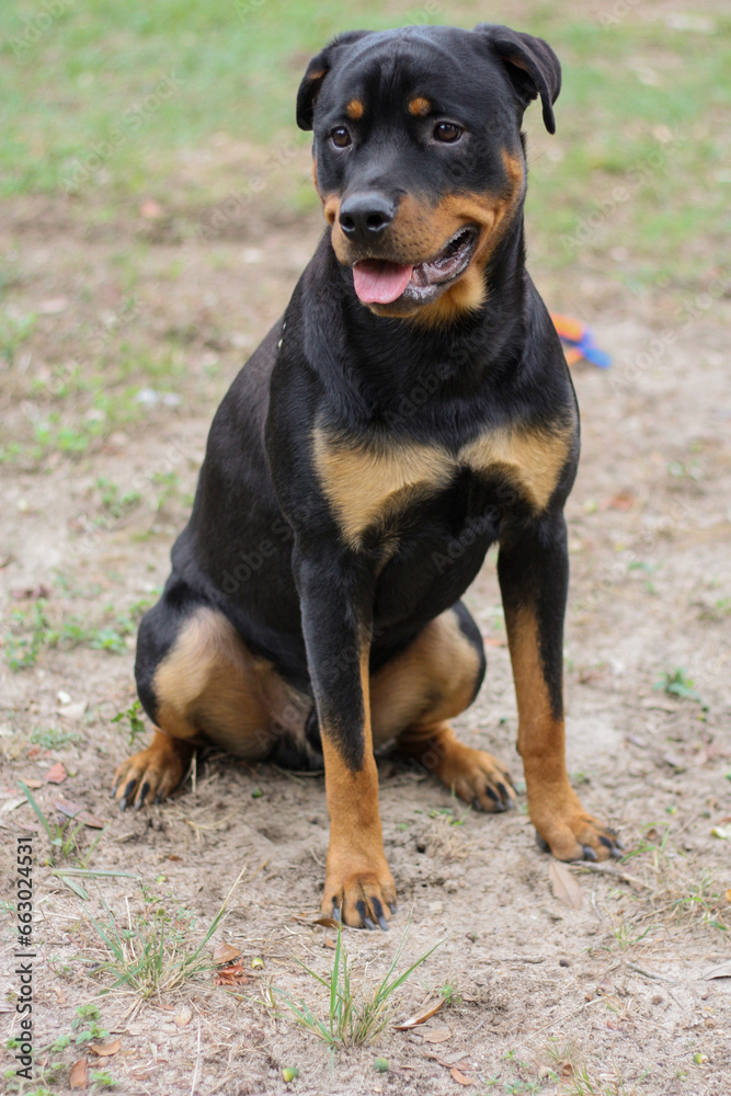 10 month old male purebred rottweiler sitting 