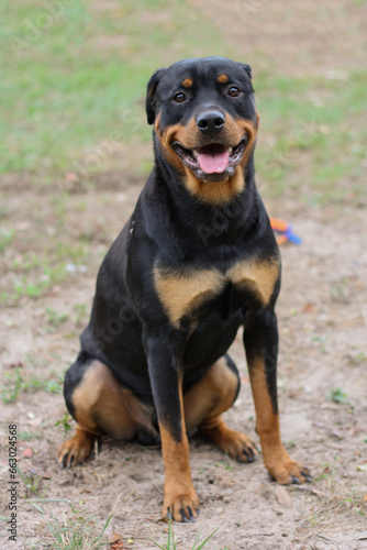 10 month old male purebred rottweiler sitting 