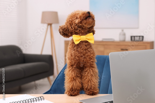 Cute Maltipoo dog wearing yellow bow tie at desk with laptop in room. Lovely pet