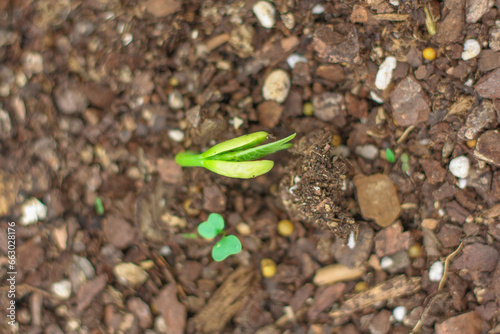 Green bean sprouting in the fall garden bed 