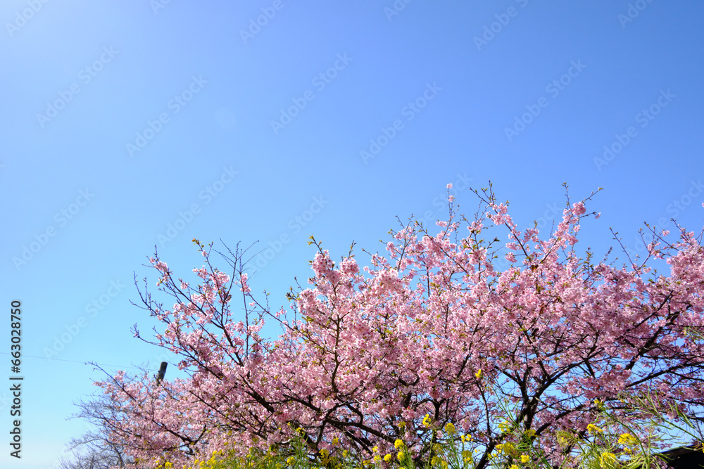 雲ひとつない青い空に河津桜と菜の花が開花