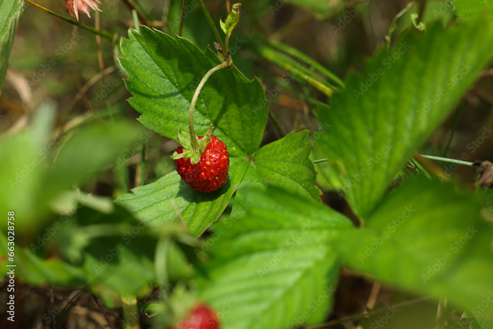 One small wild strawberry growing outdoors on sunny day One small wild strawberry growing outdoors on sunny day