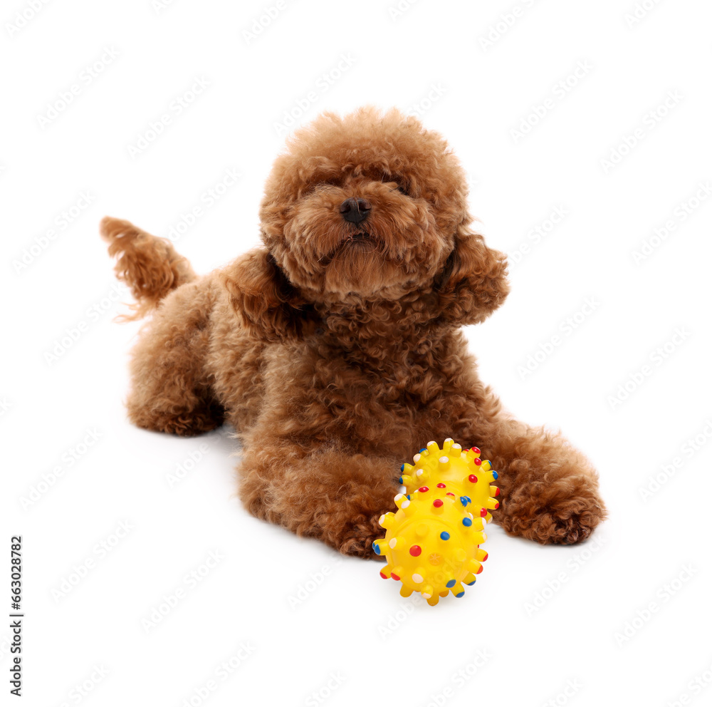 Cute Maltipoo dog playing with toy on white background. Lovely pet Cute Maltipoo dog playing with toy on white background. Lovely pet